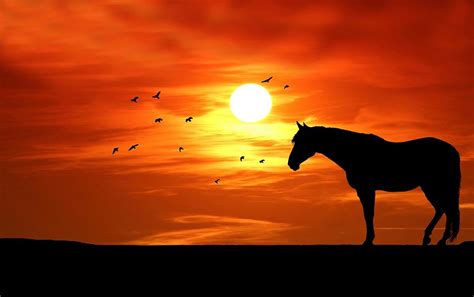 horse silhouette  sunset photograph  les classics fine art america