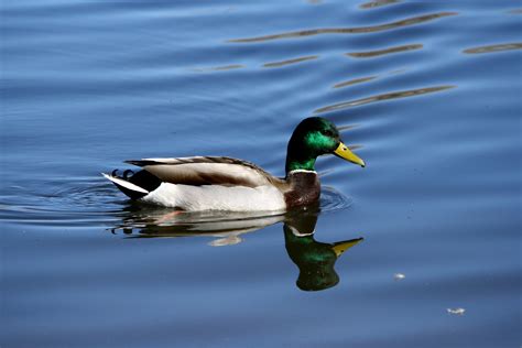 mallard duck  green head picture  photograph  public