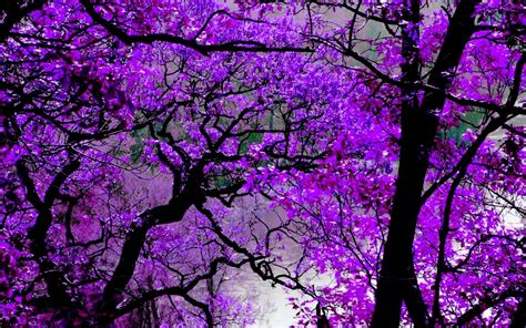 purple nature wallpapers top  purple nature backgrounds wallpaperaccess