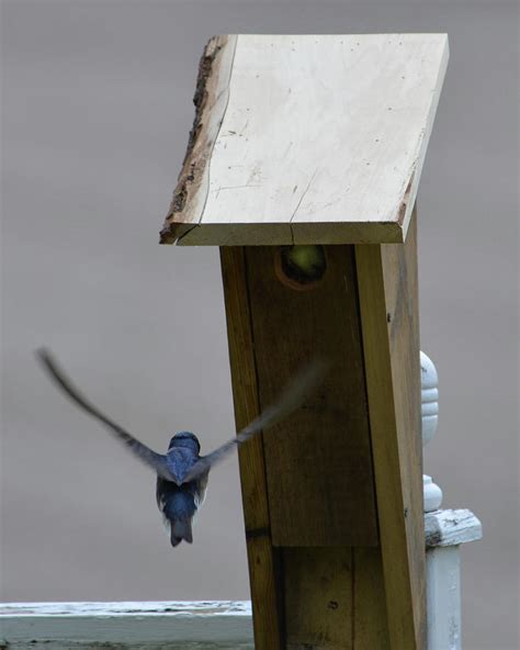 nesting tree swallows photograph  mary walchuk fine art america