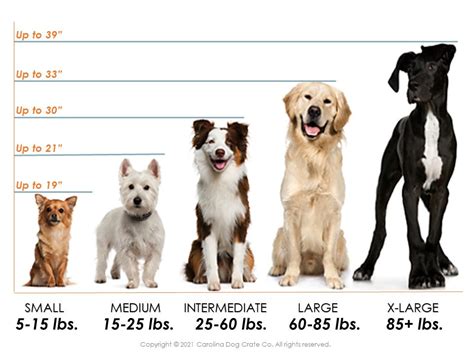dog crate kennel standard size chart
