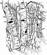 Tree Wood Birch Coloring Burning Tattoo Woodworking sketch template
