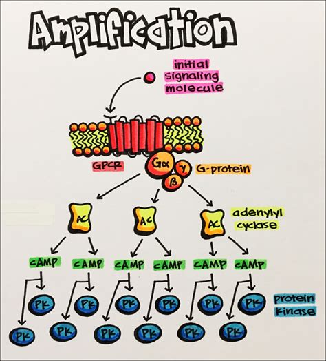 receptor regulation principles  pharmacology study guide