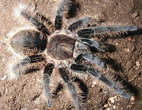 amazing tarantula spider giant tarantula facts  information
