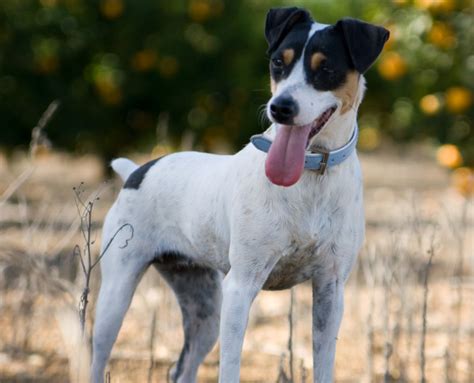 smooth fox terrier breed guide learn   smooth fox terrier