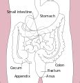 appendix  vermiform appendix  cecal  caecal appendix vermix  vermiform process