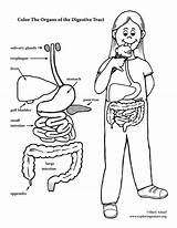 Digestive System Coloring Pages Tract Respiratory Elementary Organ Kids Liver Human Color Anatomy Body Organs Printable Pdf Template Sheets Systems sketch template