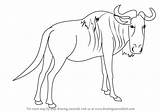Wildebeest Draw Drawing Step Wild Animals Tutorials Drawingtutorials101 sketch template
