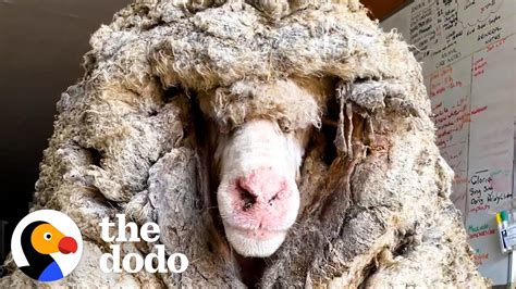 sheep covered   pounds  wool   amazing transformation funnycom