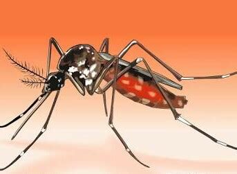 dengue fever symptoms preventions whatdisease