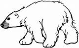 Bear Polar Coloring Supercoloring Pages sketch template