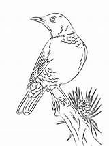 Coloring Robin Pages American Bird Para Colorear Dibujo Perched Printable Woodland Drawing Dibujos Mirlo Primavera Birds Red Thrush Posado Imprimir sketch template