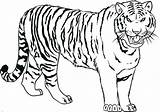 Tiger Coloring Drawing Pages Kids Tigers Realistic Line Baby Cute Printable Color Print Siberian Easy Draw Bengal Shark Getcolorings Sketch sketch template