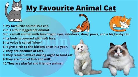 favourite animal cat essay essay   favourite animal
