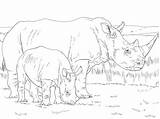 Rinoceronte Coloriage Rhino Rinocerontes Colorare Rhinoceros Disegno Neushoorn Cucciolo Supercoloring Coloriages Colorier Moeder Rhinocéros Sheets sketch template