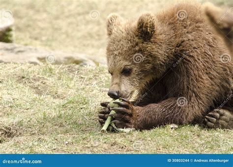 young brown bear eating stock images image