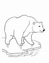 Bear Polar Coloring Pages Ice Drawing Thick Cute Cub Face Draw Getcolorings Getdrawings Bears Easy Designlooter Baby Color Printable Print sketch template