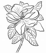 Magnolia Printable Coloring Pages Description Coloringonly sketch template