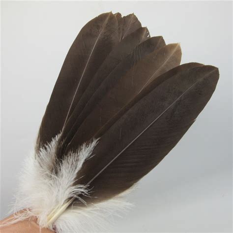 pcs   cm high quality natural eagle bird feathers selected prime quality eagle