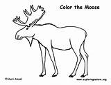 Moose Coloring Pdf Exploringnature Sponsors Wonderful Support Please sketch template