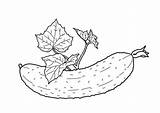 Mewarnai Sayuran Cucumber Gambarcoloring Sketsa Diposting Oleh 4kids sketch template