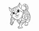 Coloringcrew Wildcat Coloring sketch template