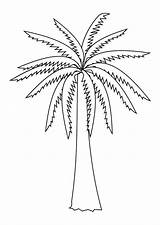 Coloring Palm Branch Tree Library Clipart Date sketch template