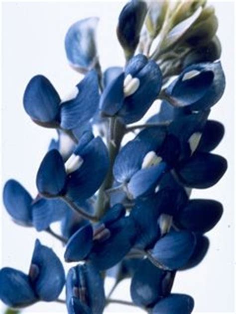 love  guide  growing bluebonnets    plant seeds