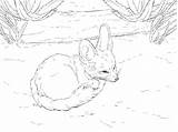 Fennec Fox Coloring Into Ball Pages Curls Printable Supercoloring Drawing Cute Version Click Categories Designlooter Desert sketch template