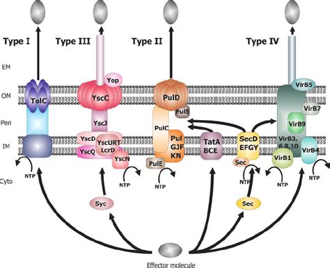 schematic representation   type  ii iii  iv protein