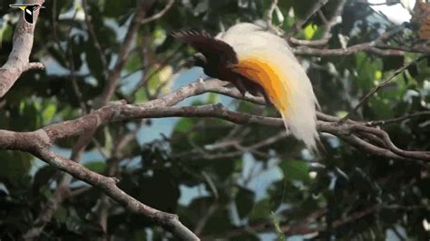 Strange Biology • Fabulous Dancing Birds Of Paradise
