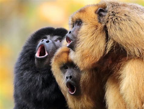 animals monkey howler monkey wallpapers hd desktop  mobile