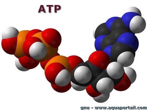 atp definition  explications