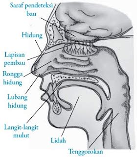 struktur hidung manusia materi  soal biologi