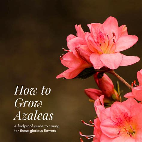 foolproof guide    grow azaleas   azaleas organic