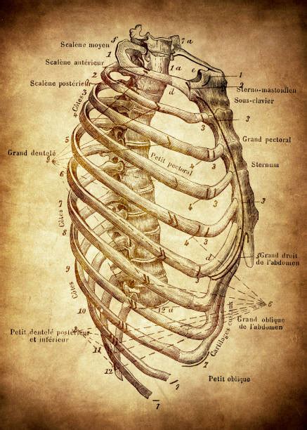 Rib Cage Diagram Labeled Chapter 4 Need To Know At