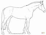 Tegninger Holsteiner Hest Farvelaegning Silhuetter Tegne sketch template