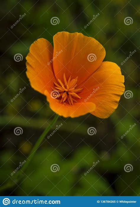 Pretty Orange Color California Poppy Flower Stock Image