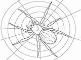 Aranhas Aranha Spider Spinnen Ausmalbilder Spiders Spinne Ausdrucken Webbed sketch template