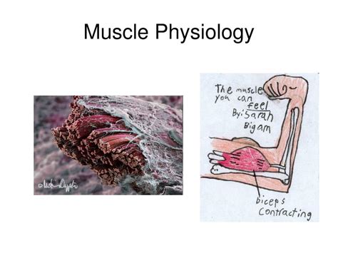 muscle physiology powerpoint  id