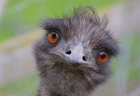 emu stare australian birds emu funny animals