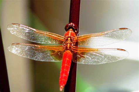 dragonfly spa energy healing reiki  thai massage yoga  love