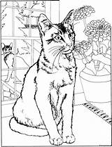 Kleurplaat Poezen Katten Kleurplaten Uitprinten Colorier Downloaden Vriend Adults sketch template