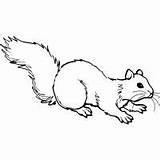 Coloring Squirrel Flying Pages Animals Donkey Caterpillar sketch template