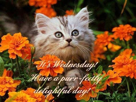 86 Best Images About Wednesday Blessings On Pinterest