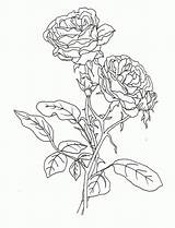 Coloring Rose Pages Realistic Printable Roses Flower Cute Color Colouring Pretty Compass Adults Library Print Greeting Clipart Popular Card Beautiful sketch template