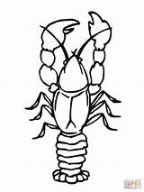 Coloring Crawfish Crawdad Pages Drawing Printable Animals Color Sheet Crayfish Animal Getdrawings Getcolorings Paintingvalley Drawings Crustacean sketch template