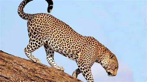 los  datos   conocias sobre los leopardos