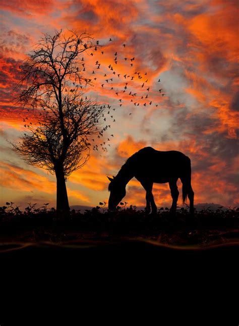 horses  sunset images  pinterest beautiful horses
