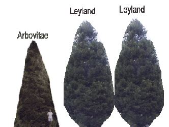arborvitae arbovitae thuja  leyland cypress leyland cypress arborvitae leyland
